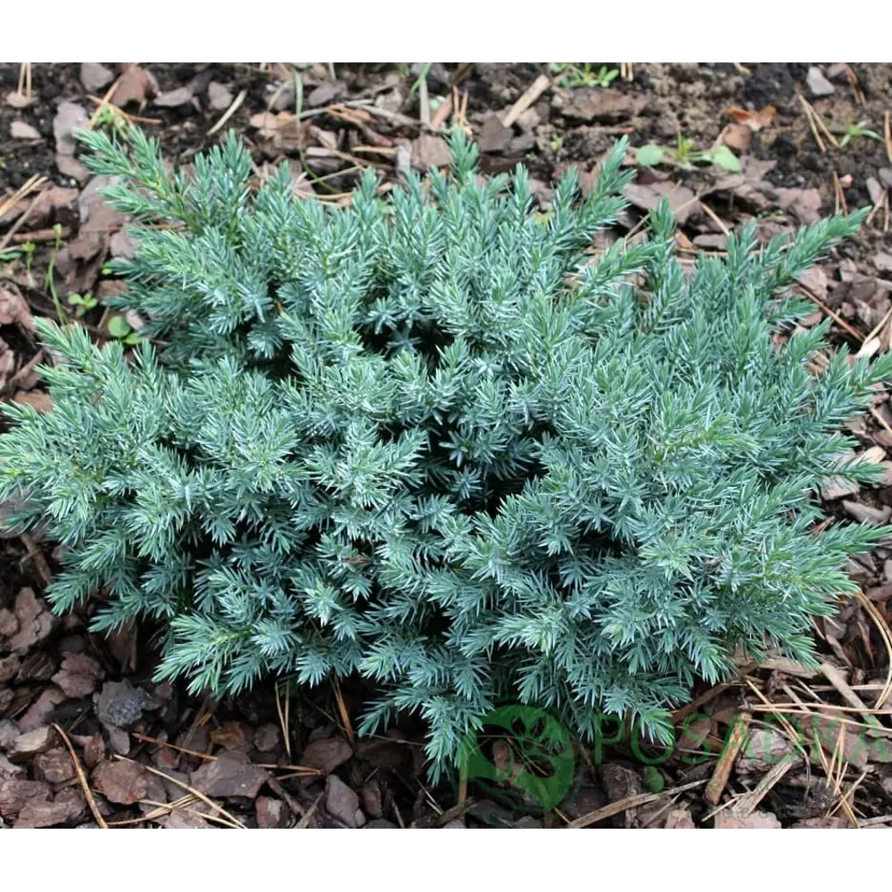 Можжевельник чешуйчатый Блю Стар ø11 h10 - 12 см 87691119 STLM-2194527 PLANTMARKET 