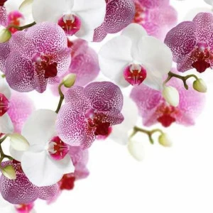 WP01075 Фотообои Verol Фотообои decoline 1х1 м