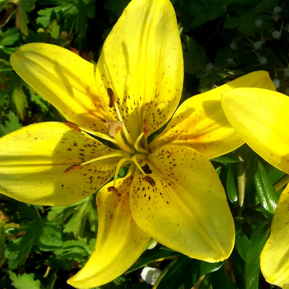 Лилия «Val Di Sole», 12х14 см GEOLIA STLM-2091277