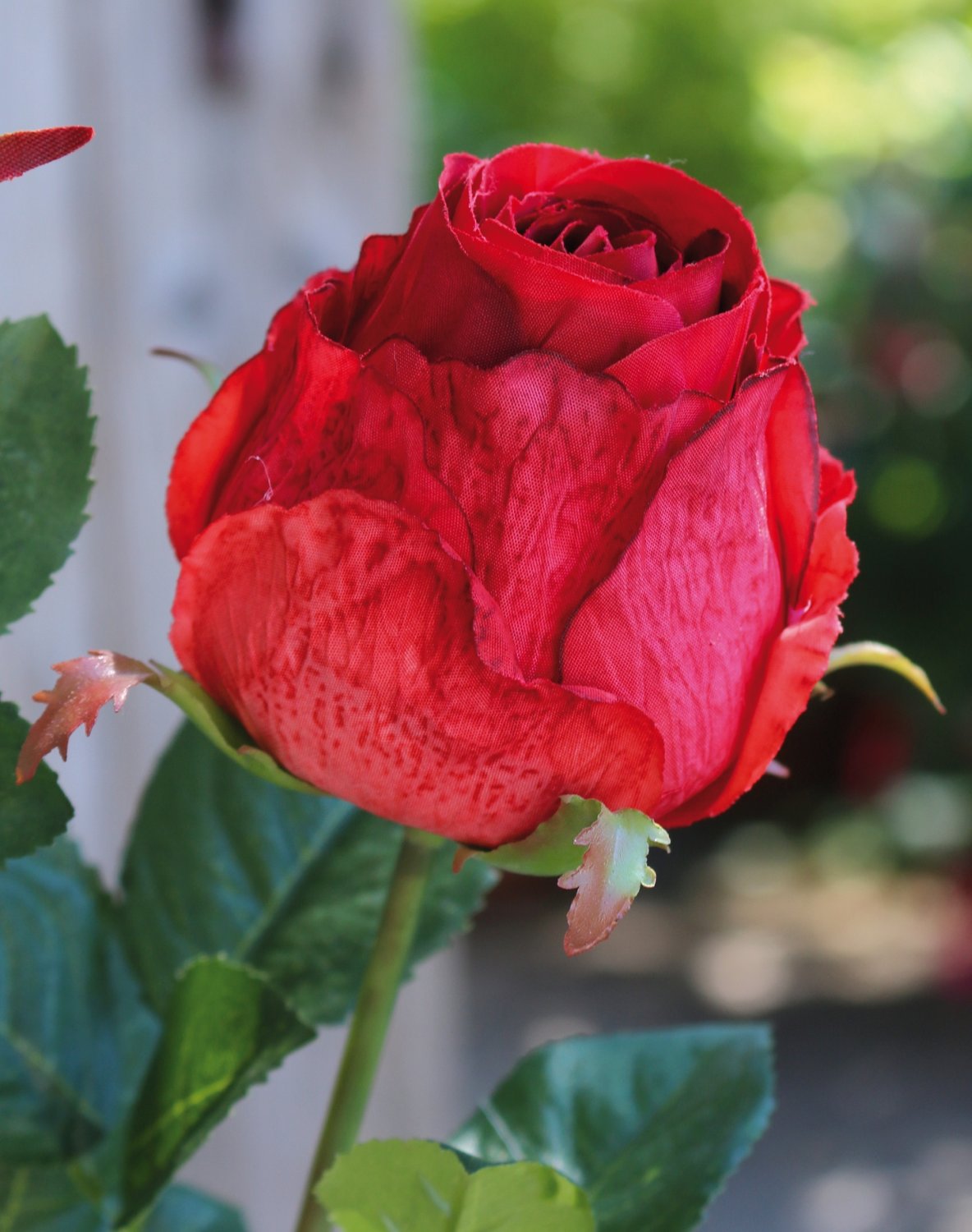 2628 444 a3 Искусственная роза, 1 цветок, 1 бутон, 80 см, красная H-andreas  - Вид №6