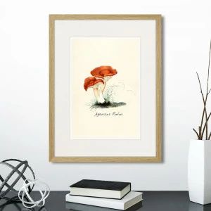 Литография на тонированной бумаге 42х32 см Botany illustration №5, 1836г. КАРТИНЫ В КВАРТИРУ  264505 Белый;коричневый;разноцветный