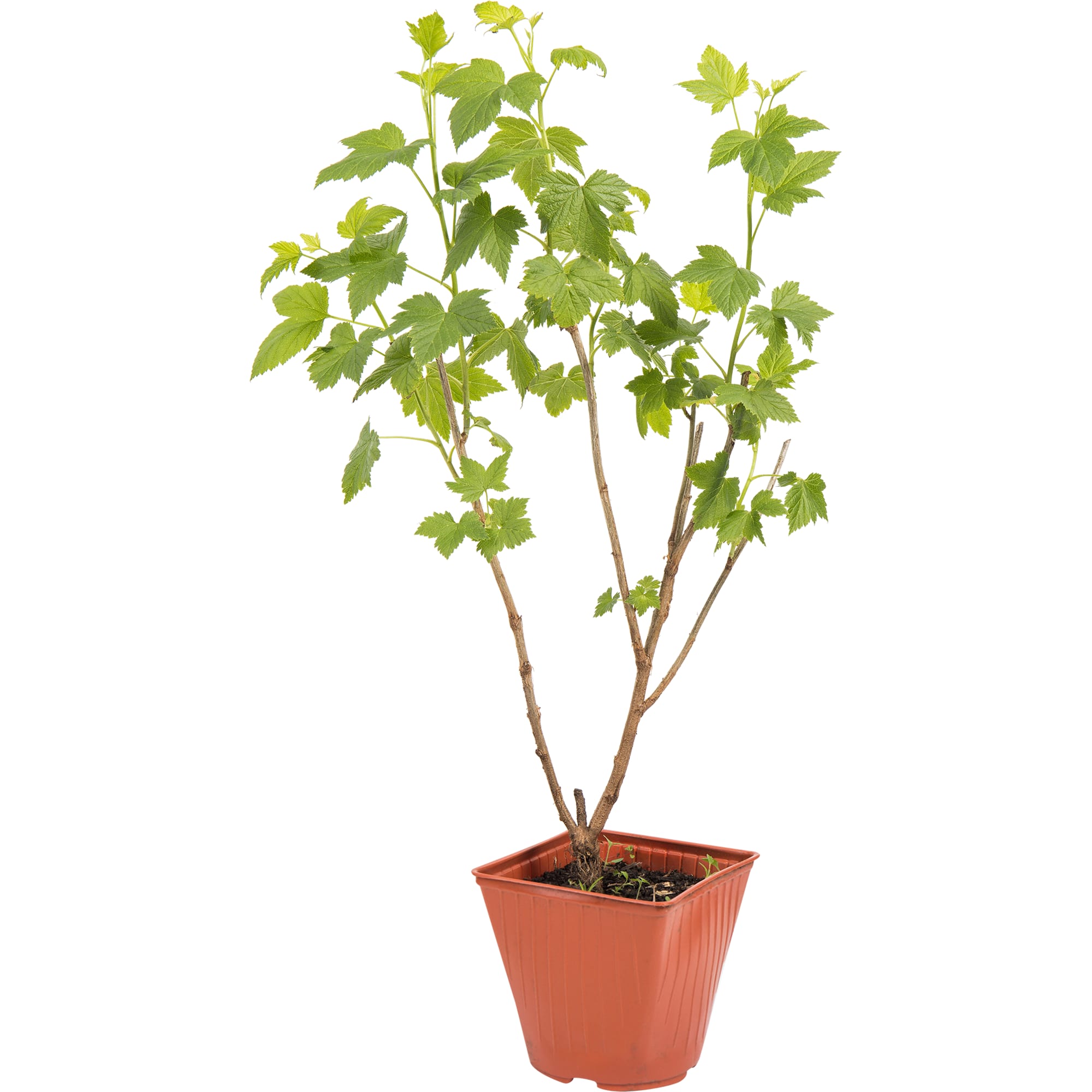 82597125 Смородина чёрная «Оджебин» C2 высота 40 см Santreyd 