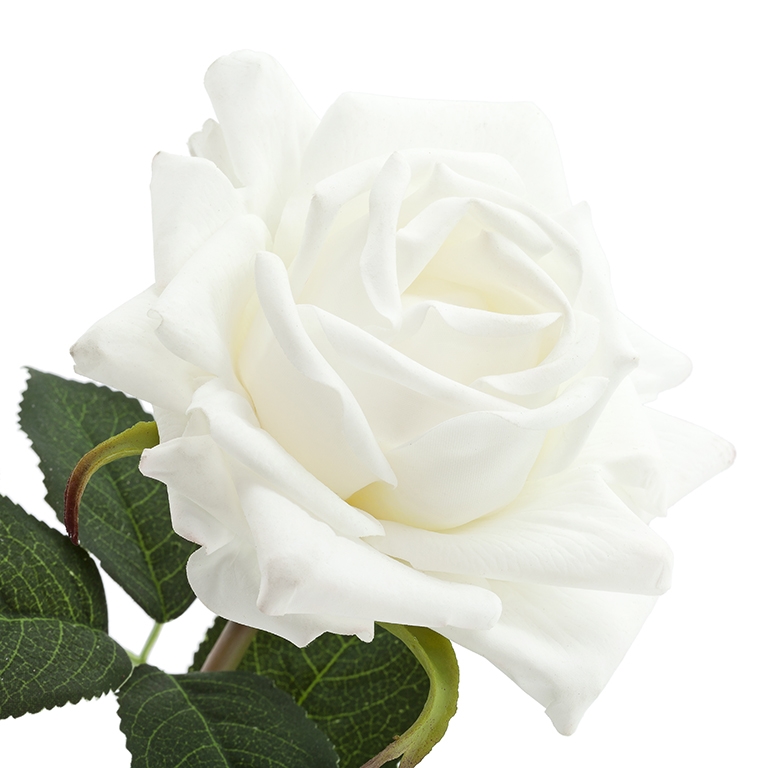 210318-10 ABHIKA РОЗА СПРЕЙ WHITE  - Вид №1