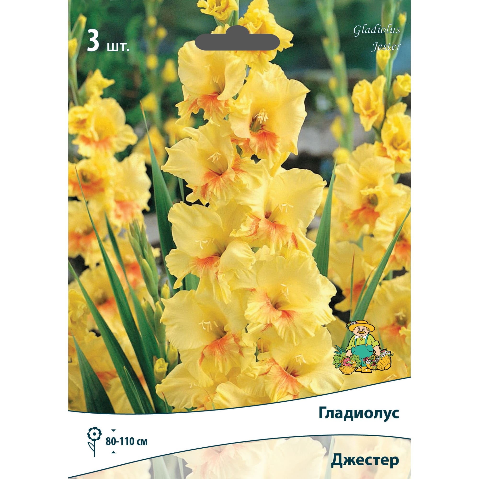 83596637 Гладиолус крупноцветковый Джестер луковица 10/12 Santreyd 