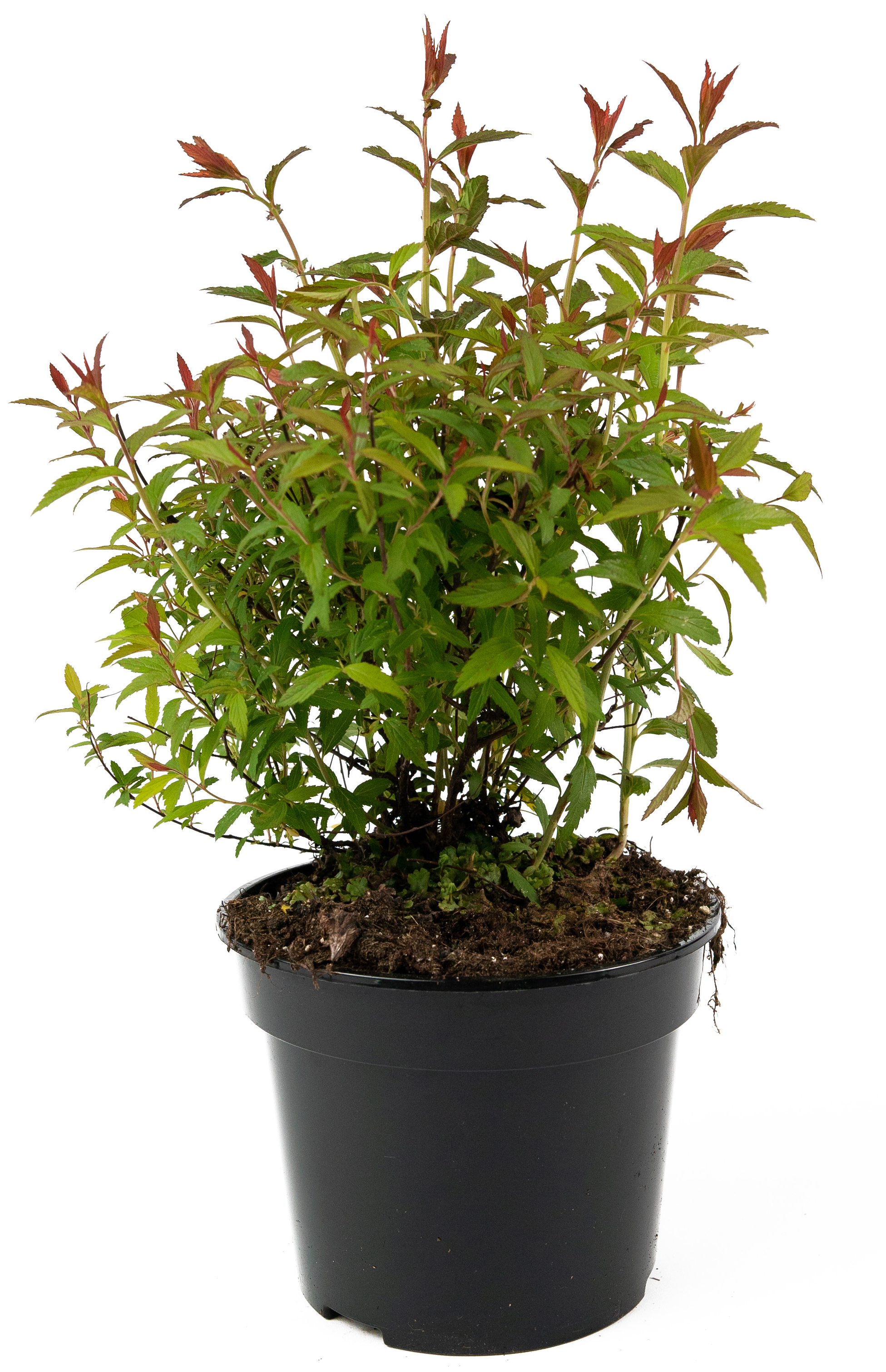 Спирея японская Anthony Waterrer - саженец цветущего растения 84841615 Santreyd STLM-0055907 - Вид №1