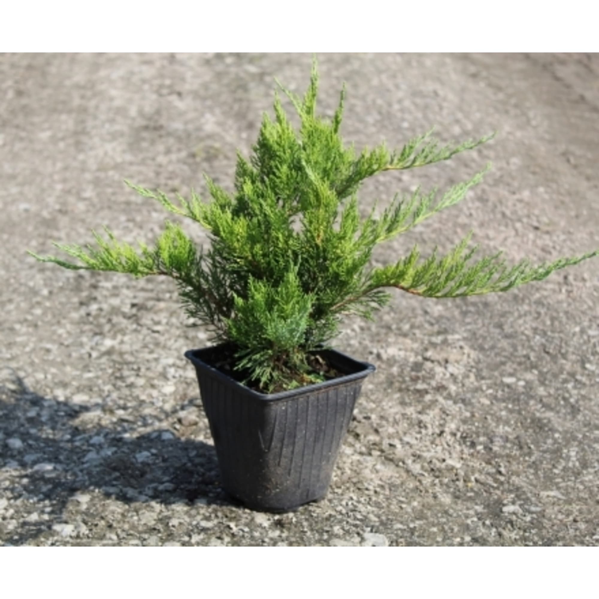 82601646 Можжевельник «Тамарисцифолия» 9x20 см Santreyd 