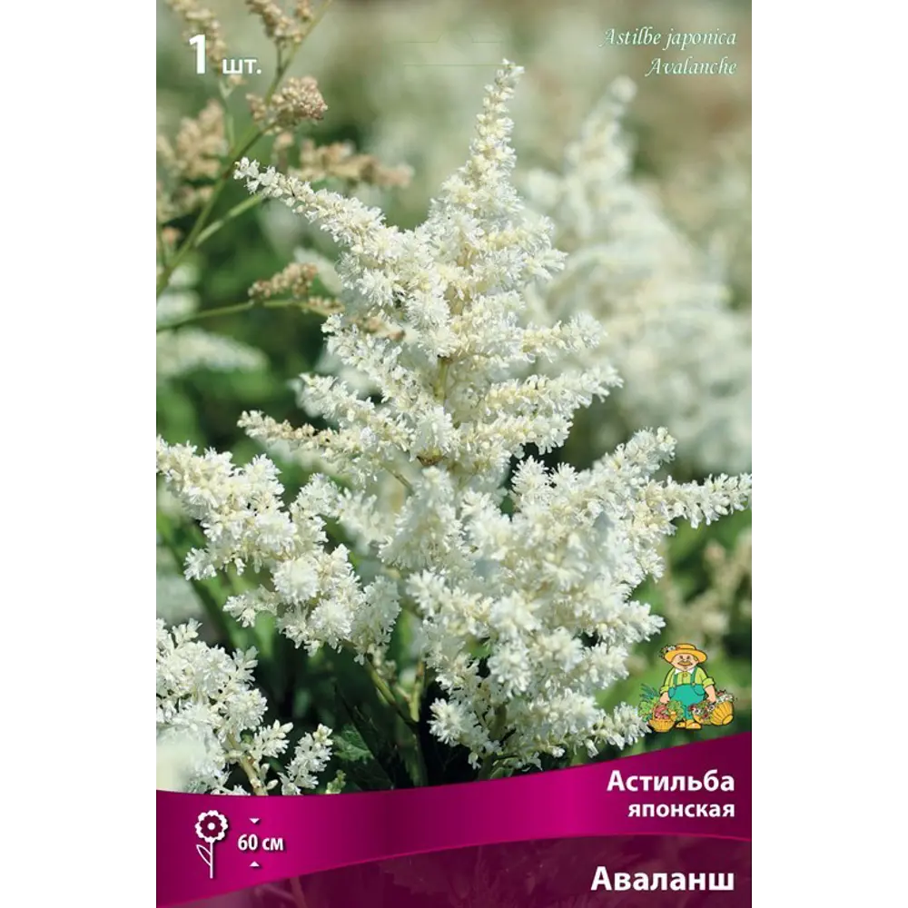 Астильба японская «Аваланш», размер луковицы I 82319589 STLM-2130807 Santreyd 