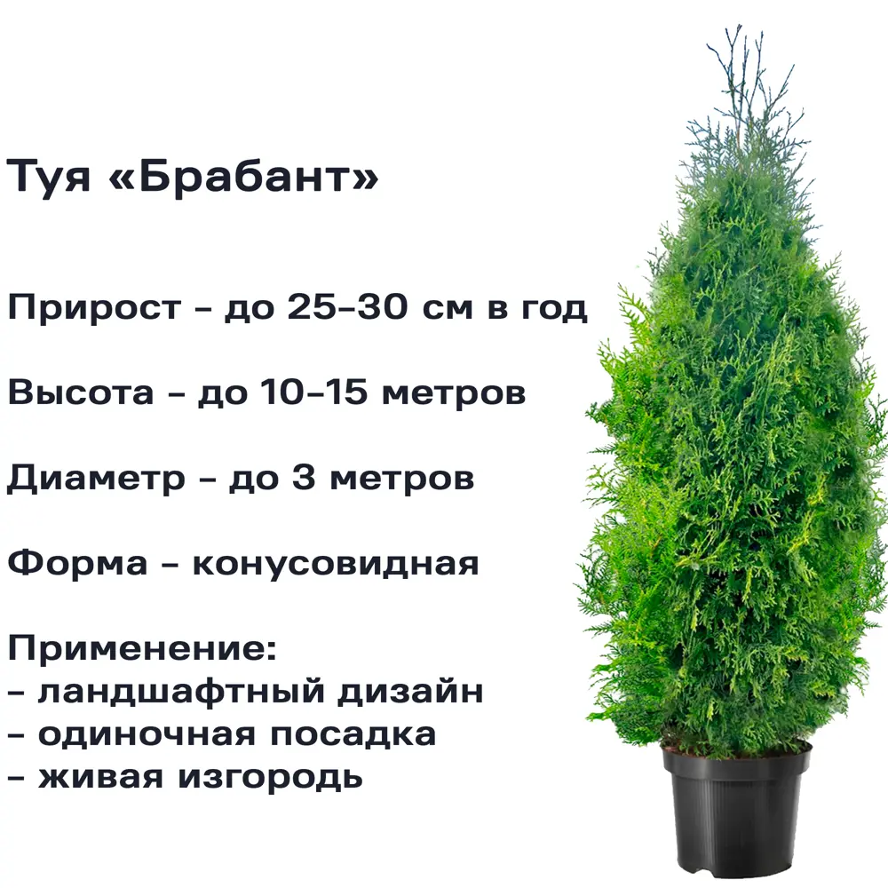 Туя западная «Брабант» 15x30 см 82596816 STLM-2094618 Santreyd  - Вид №3