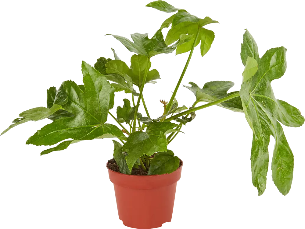 Santreyd Фатсия — изумрудная крона для интерьера 11945640