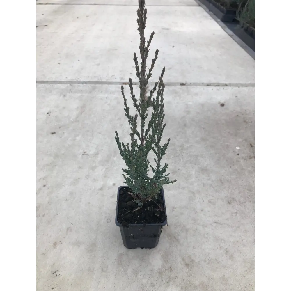 Santreyd Можжевельник скальный Блю Арроу - стройная хвойная колонна для сада 89363741 STLM-0966613