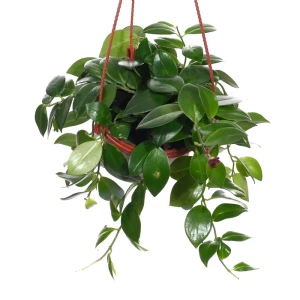 Santreyd Хойя Керри - комнатная лиана с листьями-сердечками 89394858