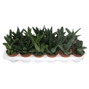 Гастерия микс Santreyd — африканский суккулент для интерьера 89356073