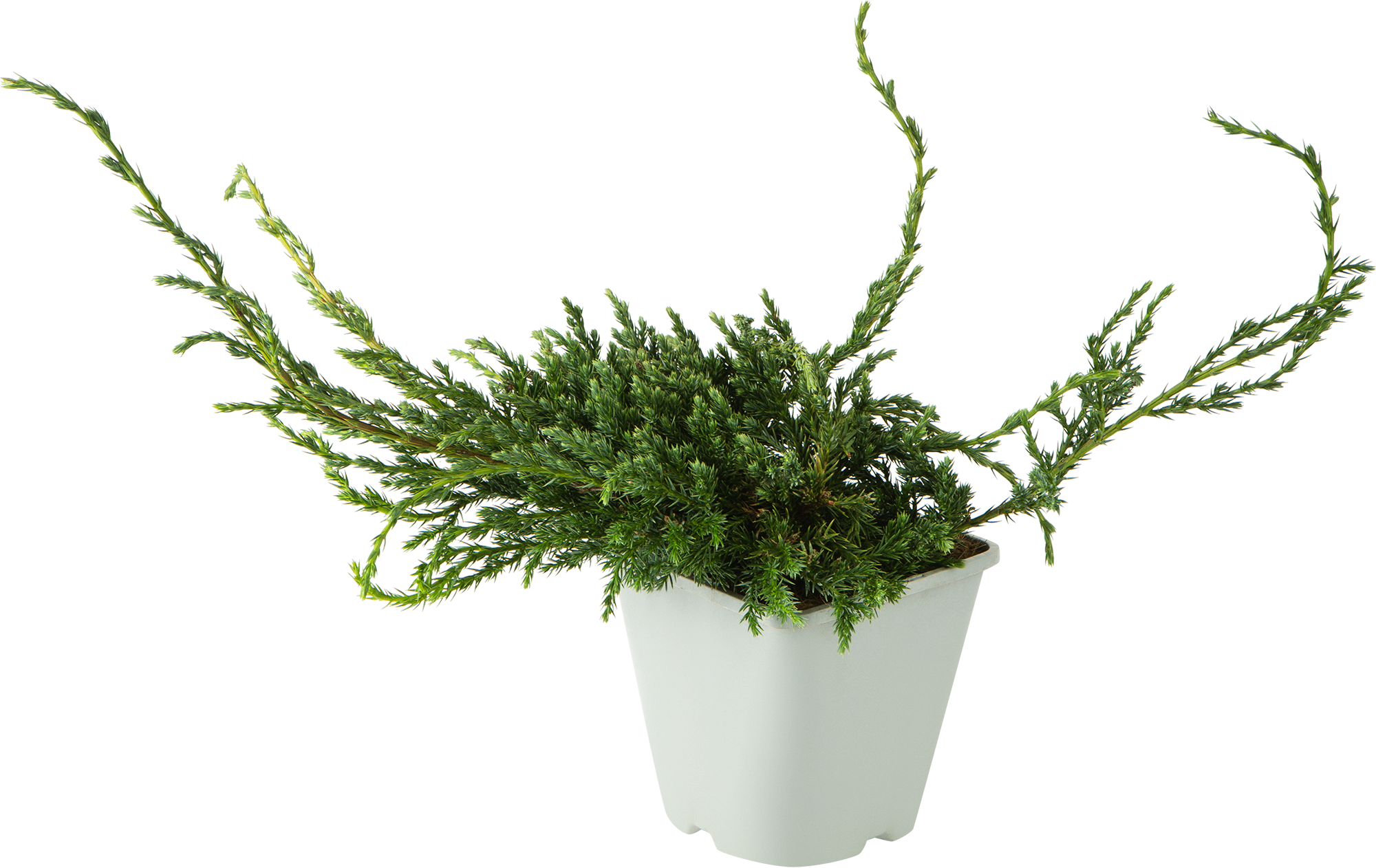 Можжевельник чешуйчатый «Блю Карпет» С2 20-30 см 81969340