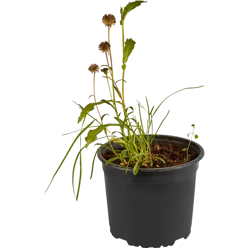 Santreyd Астра альпийская микс - многолетний цветущий саженец для сада 85324919 STLM-0955094