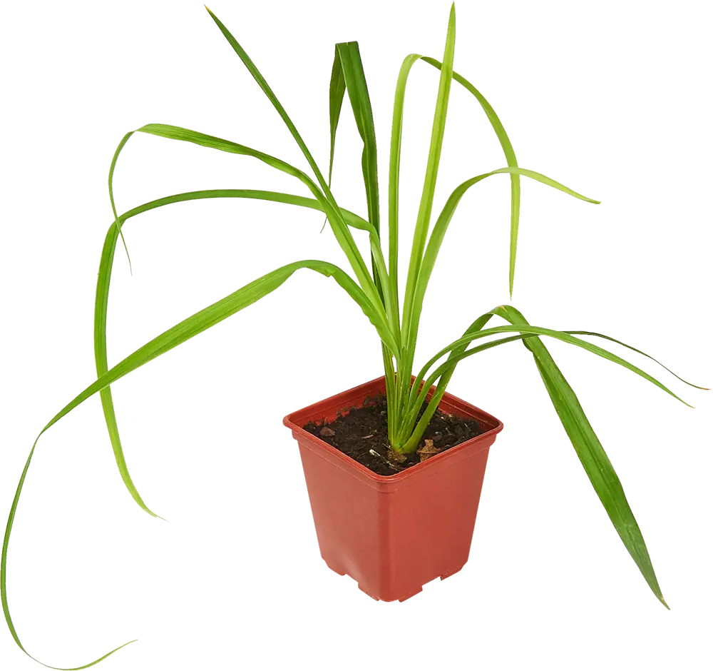 Santreyd Лилейник многолетний - яркий фонтан красок в вашем саду 82741501