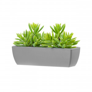 2000983229564 Композиция Седум в сером кашпо 12 см COSMO RED