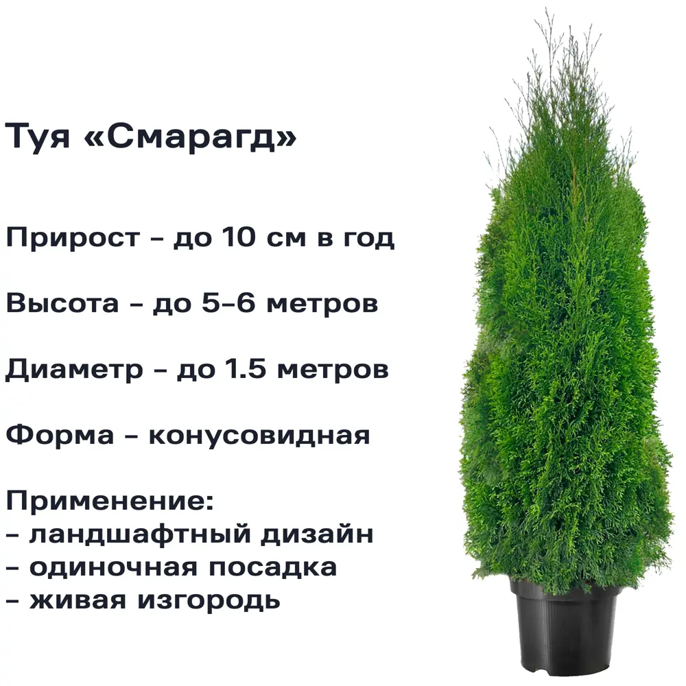 Туя «Смарагд» 23x90 см 82598159 STLM-2083259 Santreyd  - Вид №1