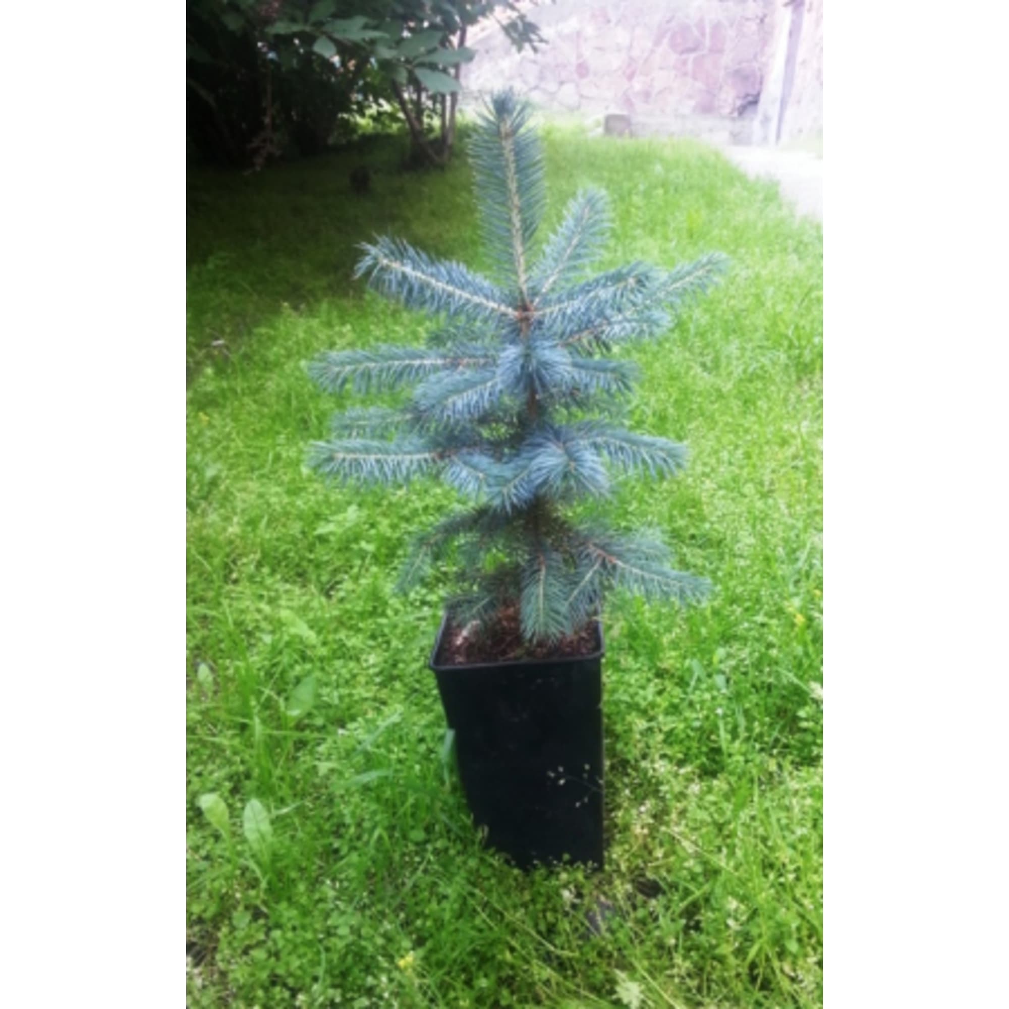 82601661 Ель колючая «Мисти Блю» 10x15 см Santreyd  - Вид №1