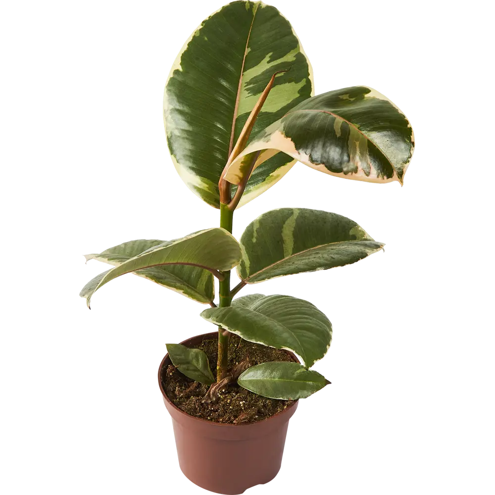 Фикус Эластика Santreyd — изящное комнатное растение для уютного интерьера 85324846 STLM-0061459