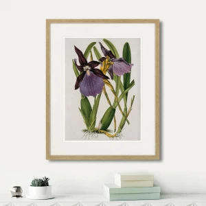 Картина в раме 52х42 см Exotic plants of the world №10, 1815г. КАРТИНЫ В КВАРТИРУ  264356 Зеленый;фиолетовый;разноцветный