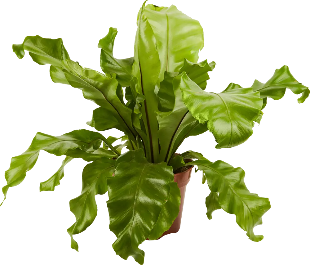 Асплениум Santreyd Росток - тропический папоротник для интерьера 84587065