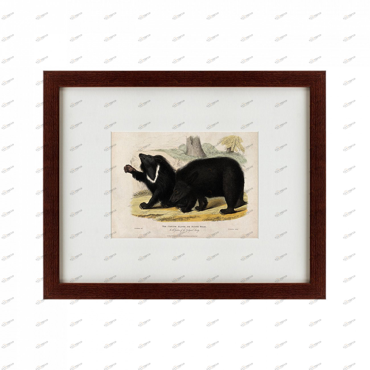 Литография на тонированной бумаге 42х52 см Two ursine sloths, or sloth bears, 1830 КАРТИНЫ В КВАРТИРУ  135636 Бежевый;белый;черный;разноцветный 