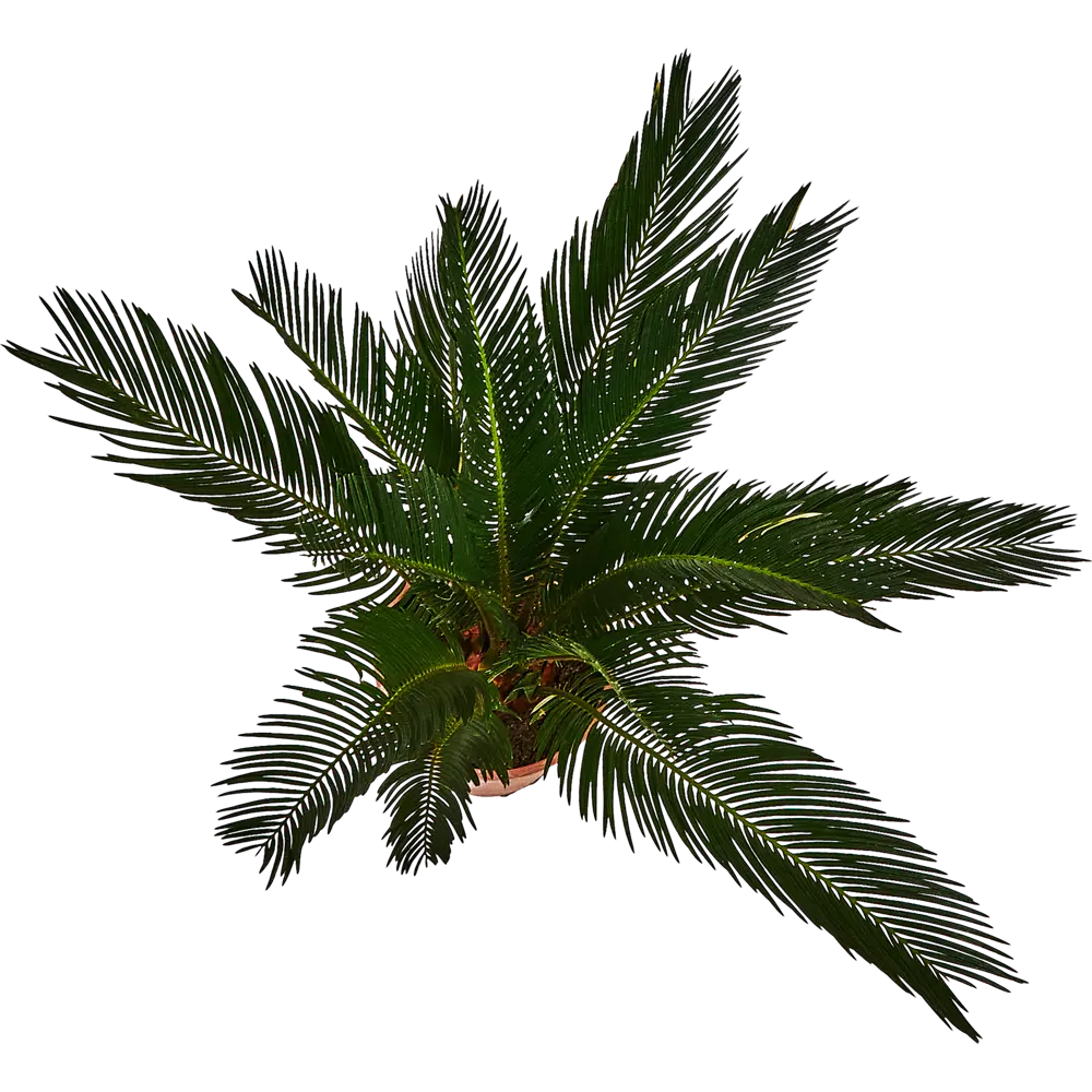 Santreyd Цикас Революта - изящная саговая пальма для интерьера 87959818 STLM-1340005 - Вид №2