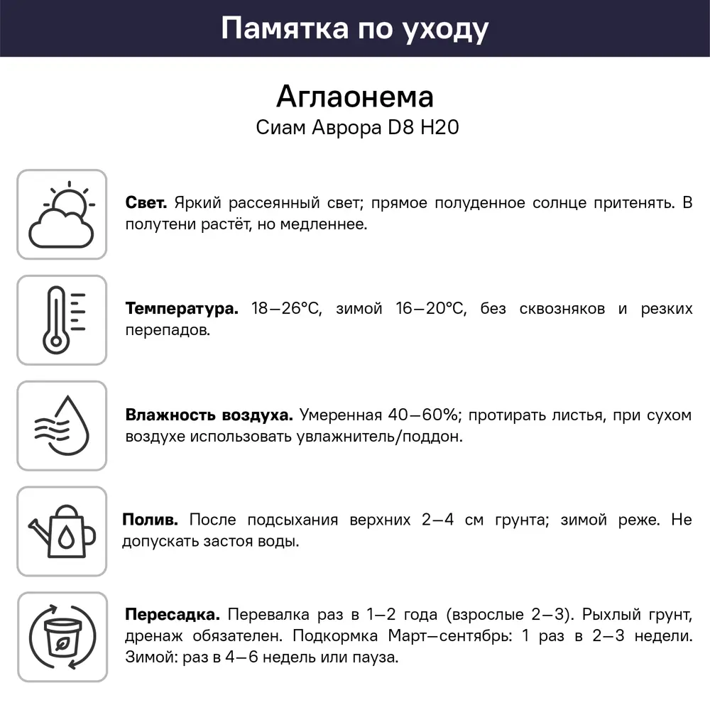 Аглаонема Сиам Аврора ø8 h20 см 89421939 STLM-2043472 Santreyd  - Вид №5