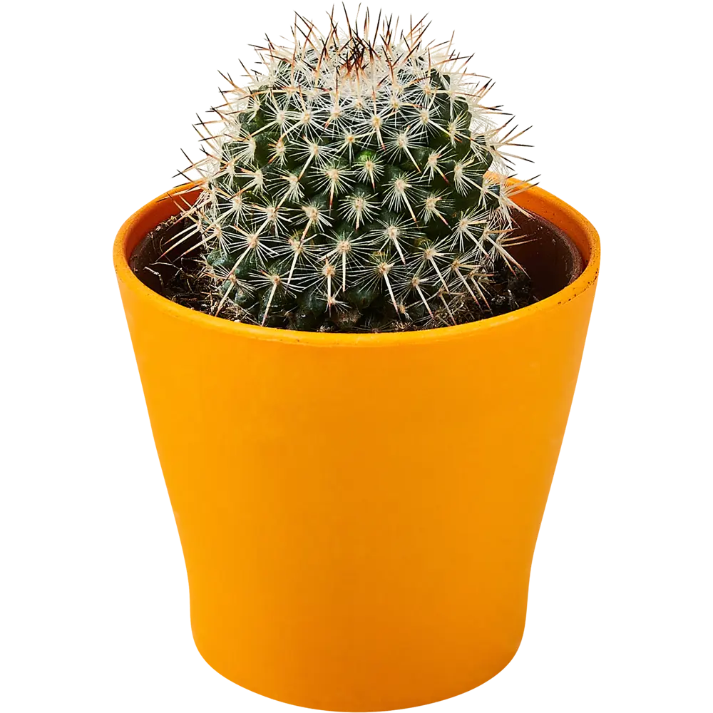 Santreyd: Декоративный кактус для современного интерьера 89296621 STLM-0823759 - Вид №3