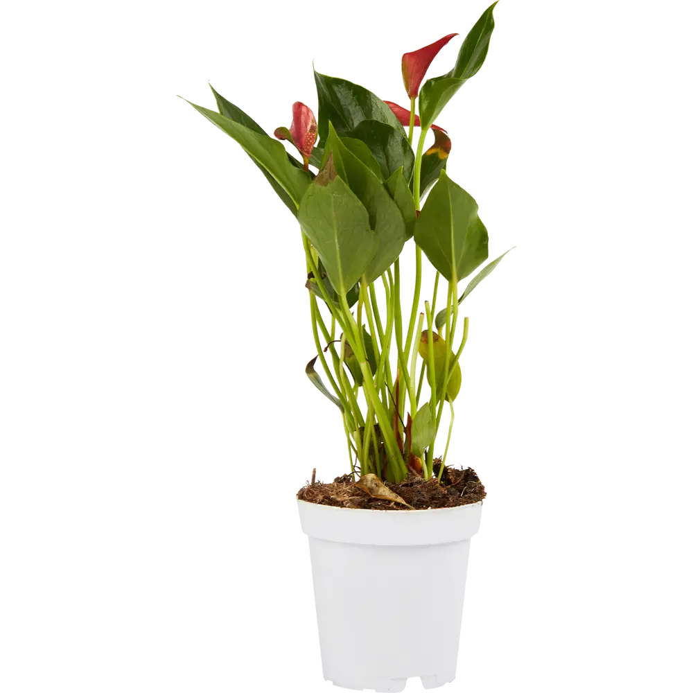 Santreyd Антуриум Андреанум - тропическая элегантность в вашем интерьере 85324993 STLM-0061546 - Вид №1