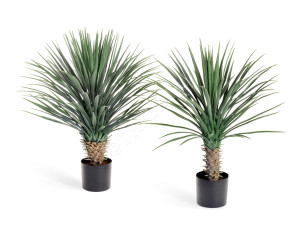 10.47902N Юкка Рострата куст Цветочная коллекция