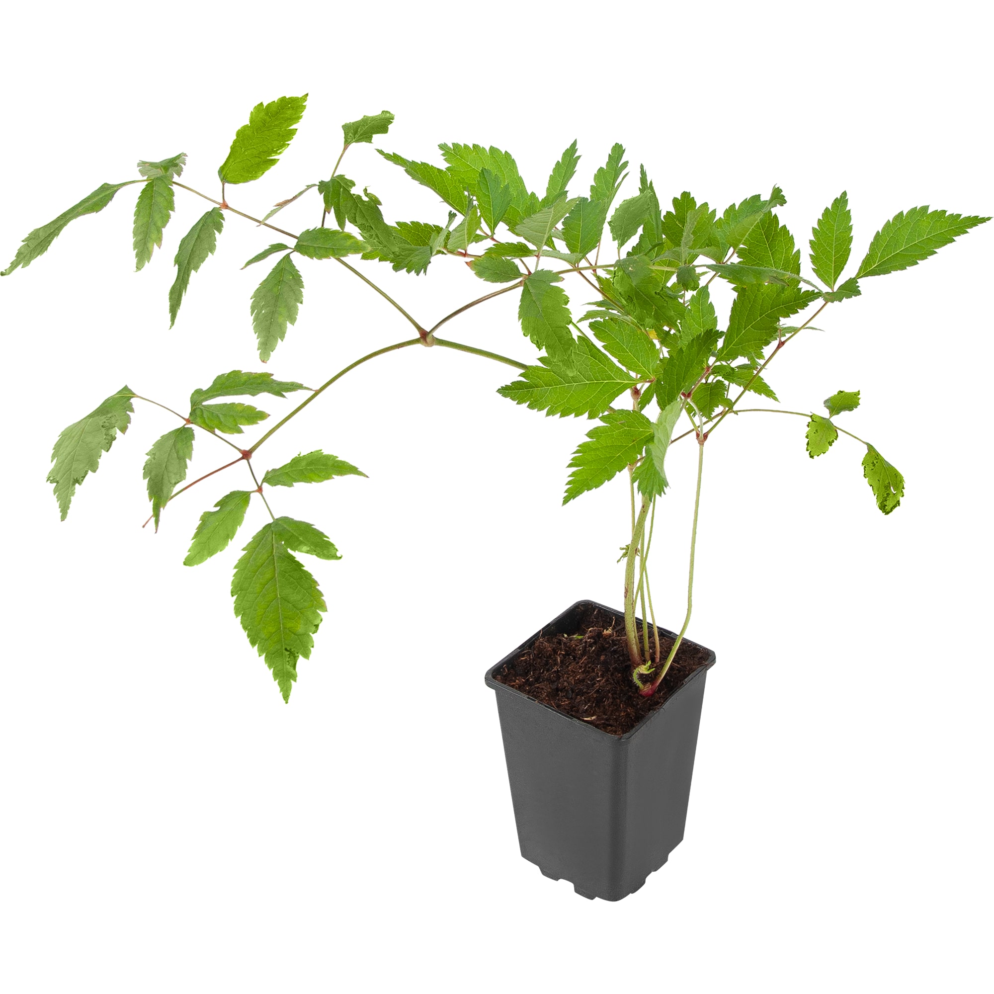 81954864 Астильба арендса С1 «Глут» Santreyd  - Вид №1