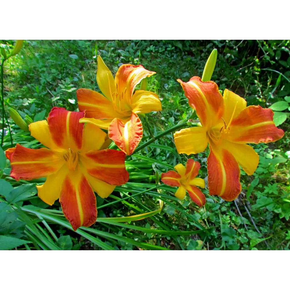 Лилейник «Франс Хальс» 15x45 см PLANTMARKET STLM-2078218 - Вид №2