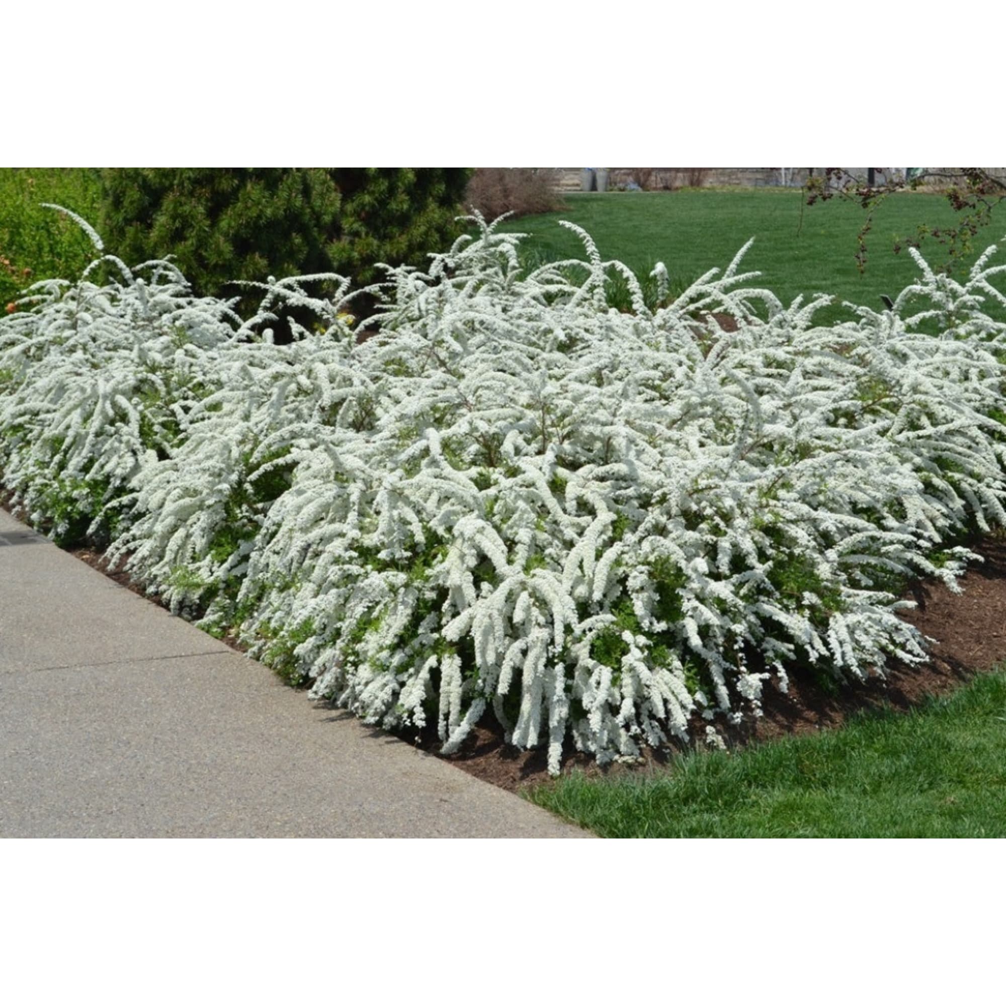 85325004 Спирея серая Грефшейм ø17 h30 см Santreyd  - Вид №2