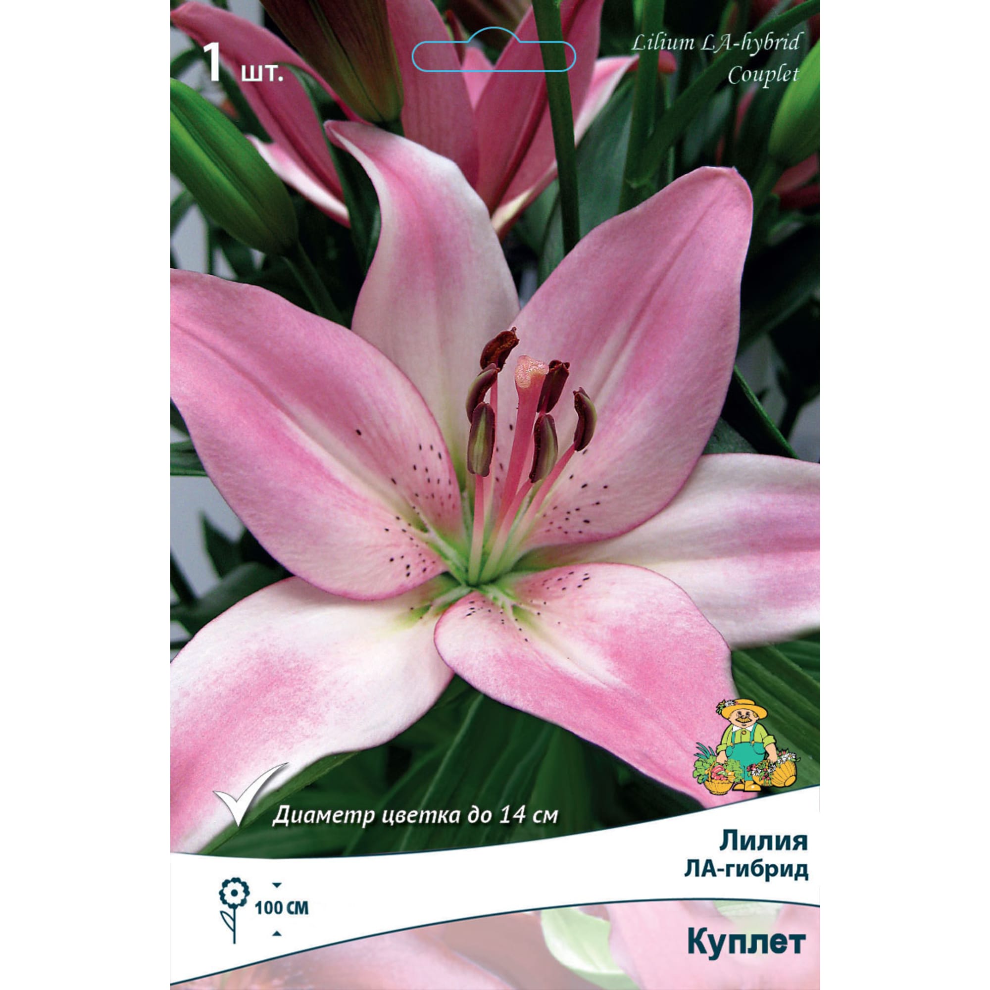 88294775 Лилия ЛА-гибрид Куплет луковица 14/16 Santreyd 