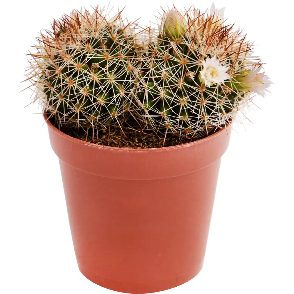 Кактус Мамиллярия Santreyd - живой декор с уникальной текстурой 13534036 STLM-0003271