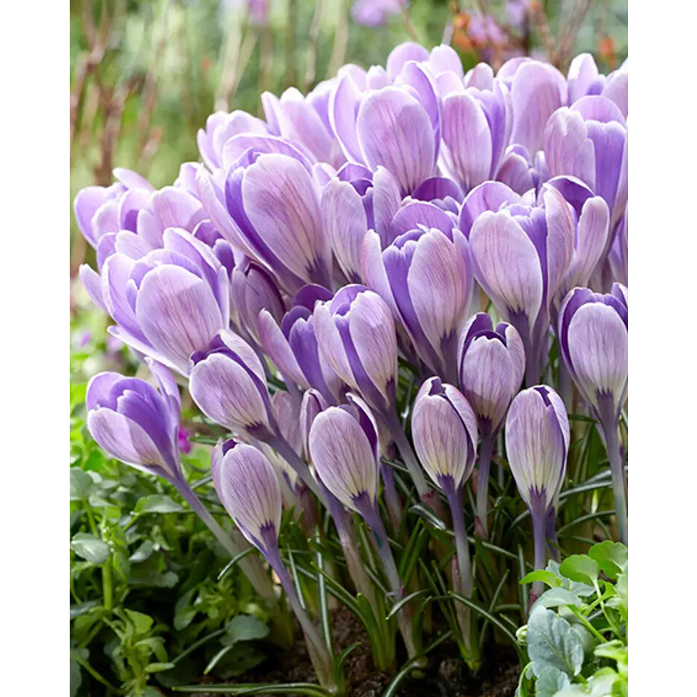 ПОИСК Крокус Страйпт Берд - луковицы с двухцветными цветами 89381274 STLM-1575430