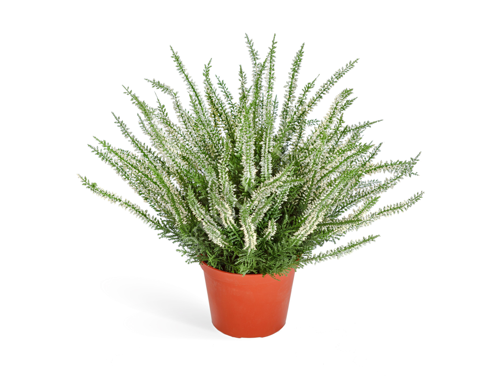 20.5938CR Эрика (вереск) большой куст белый Цветочная коллекция 