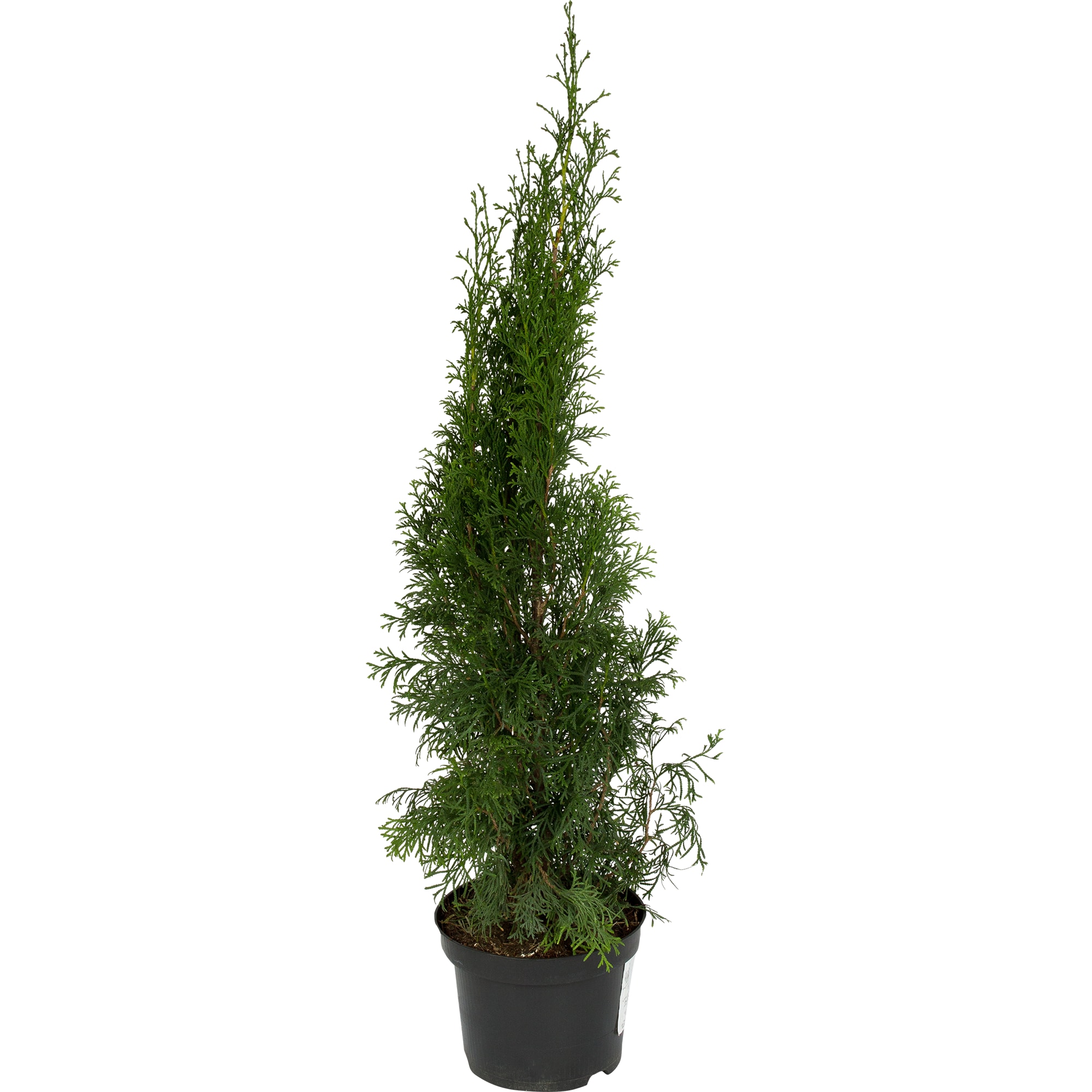 82219053 Туя западная «Смарагд» 2.5 л h60 см Santreyd 