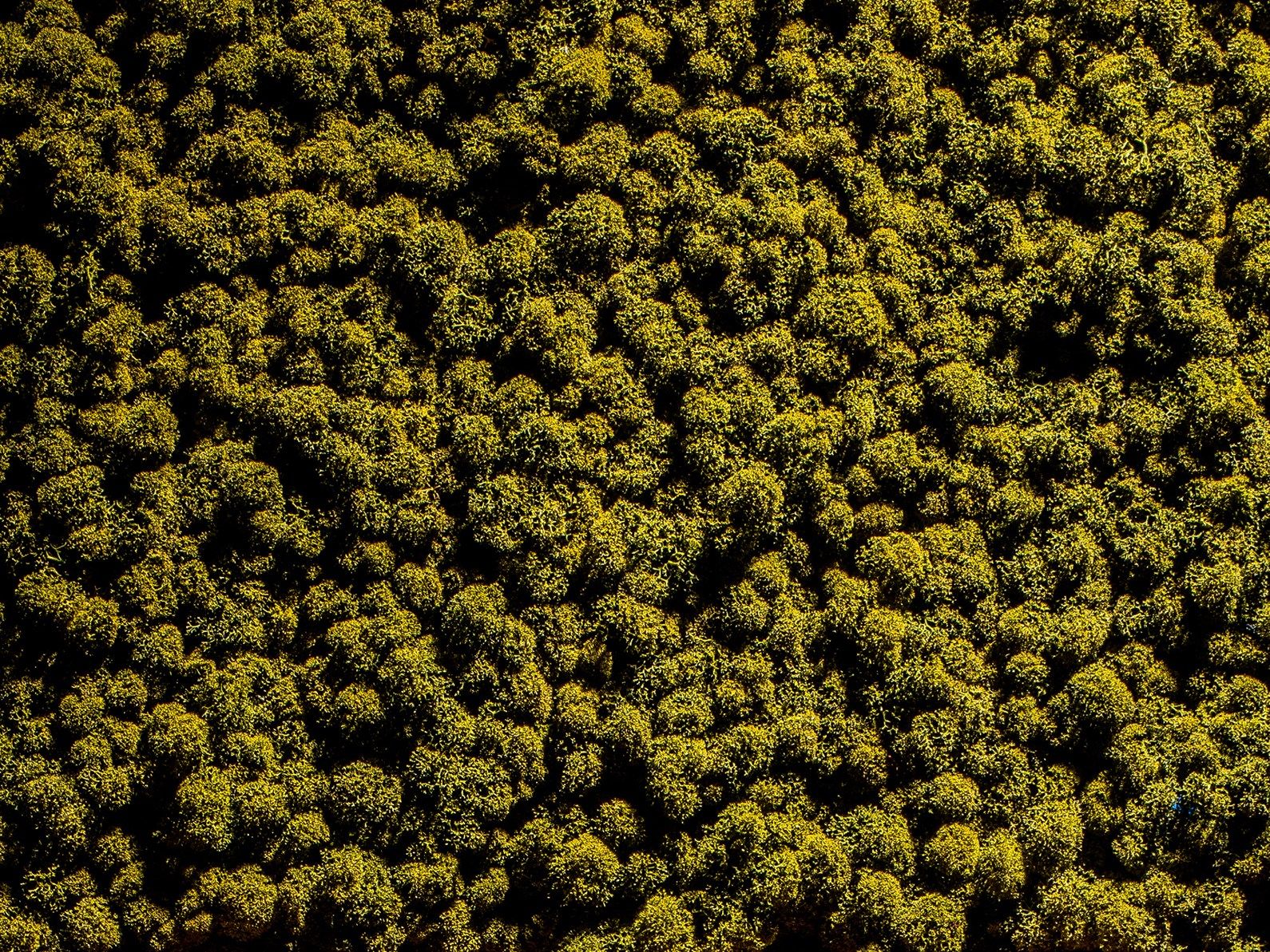 Растительная стена из мха Freund GmbH зеленый ARCH-00125792 - Вид №13