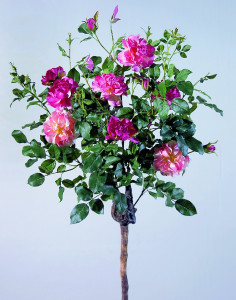 1069 505 a2 Искусственный шар из розового дерева, 8 цветов, 4 бутона, 140 см, светло-розово-темно-розовая H-andreas