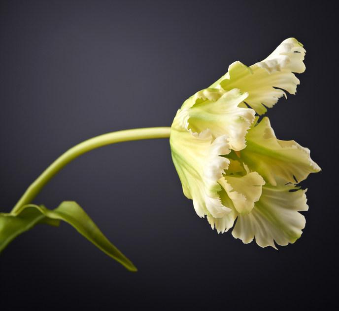 VGnewtrend Искусственное растение из полиэстера  1001665.61  - Вид №1