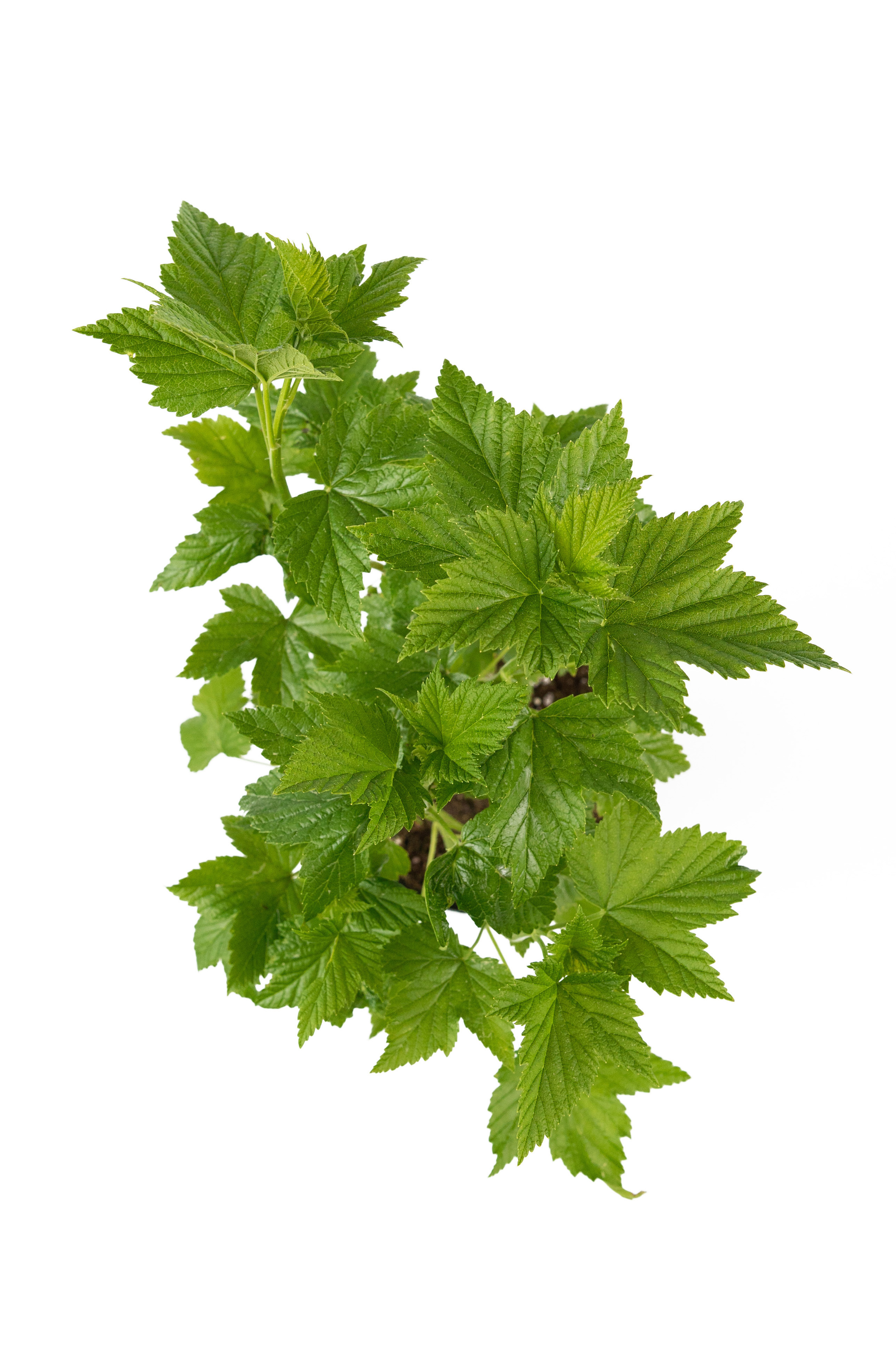 Саженец смородины черной Селеченская-2 84841707 Santreyd STLM-0055931 - Вид №2