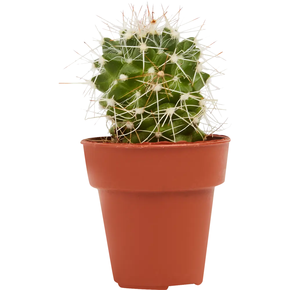 Santreyd Кактус декоративный комнатный в горшке 85394510 STLM-0062478 - Вид №1