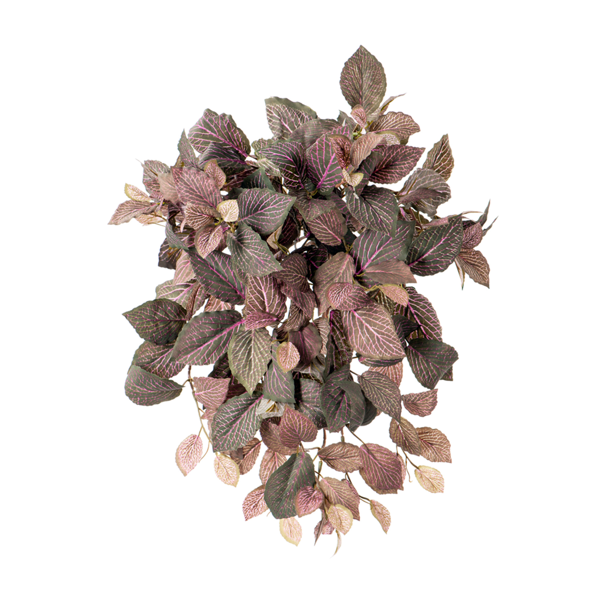 2000983190062 Фиттония Свит ампельная CARPET DECOR 