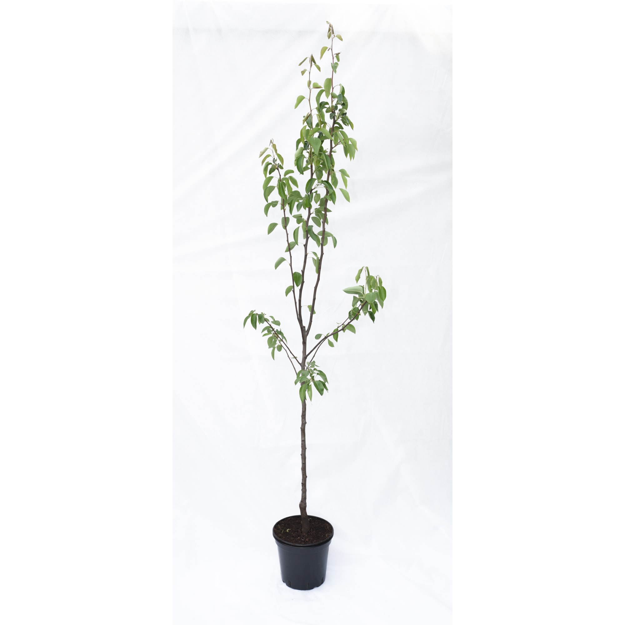 85325567 Груша Память Жегалова ø25 h100 см Santreyd 