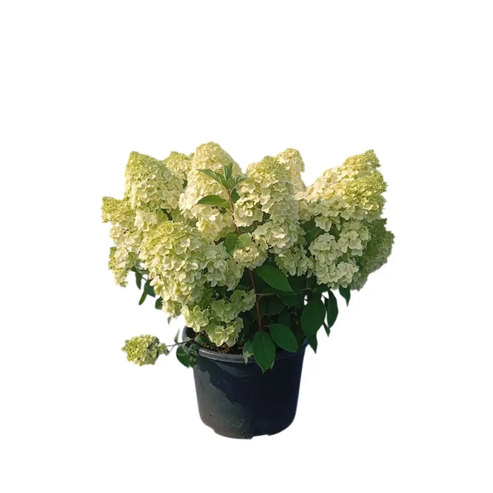 Гортензия метельчатая Диамантино ø38 h60 - 70 см Santreyd STLM-2004421