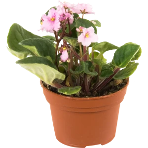 Фиалка Ананда микс 12х20 см 13942910 STLM-2159330