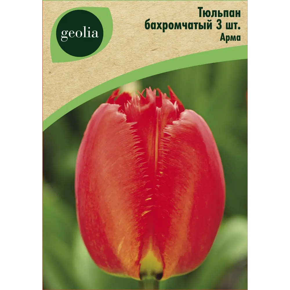 Тюльпан бахромчатый Арма Арма 3 шт. 88663325 STLM-2167702 GEOLIA 