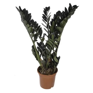 Santreyd Замиокулькас Рэйвен — черный драгоценный камень в вашем интерьере 89367386